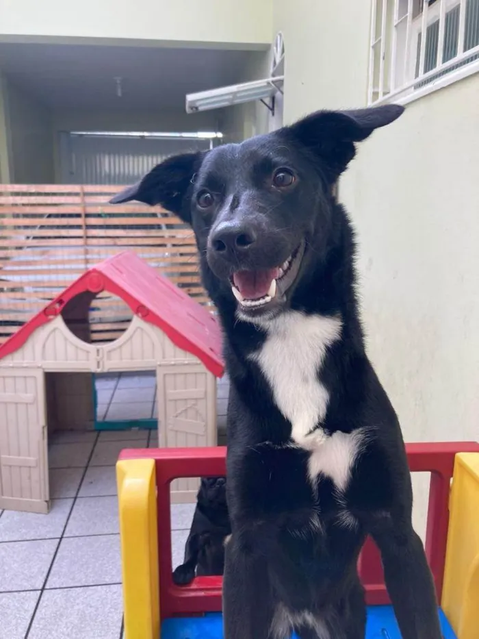 Cachorro ra a Mística labradora idade 7 a 11 meses nome Lara