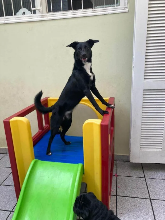 Cachorro ra a Mística labradora idade 7 a 11 meses nome Lara