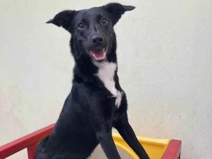 Cachorro ra a Mística labradora idade 7 a 11 meses nome Lara