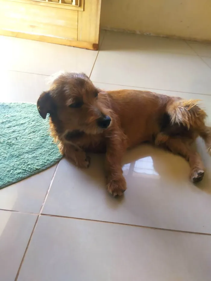 Cachorro ra a Mistura Lhasa com poodle  idade 3 anos nome MAX 