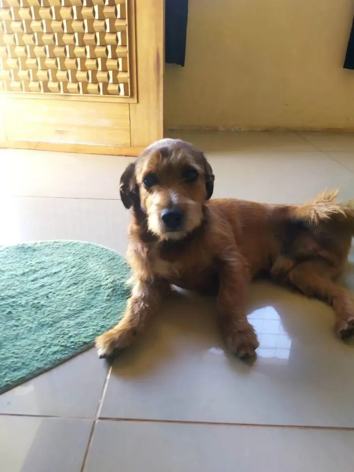 Cachorro ra a Mistura Lhasa com poodle  idade 3 anos nome MAX 