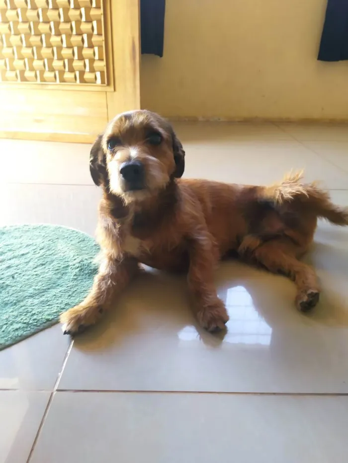 Cachorro ra a Mistura Lhasa com poodle  idade 3 anos nome MAX 