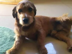 Cachorro raça Mistura Lhasa com poodle  idade 3 anos nome MAX 