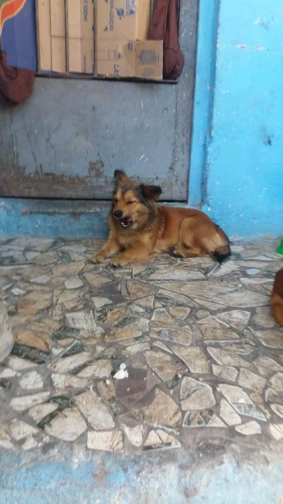 Cachorro ra a SRD idade  nome Mamys
