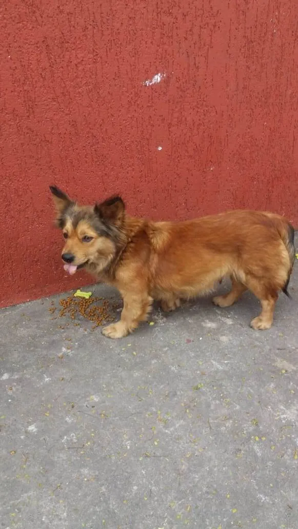 Cachorro ra a SRD idade  nome Mamys