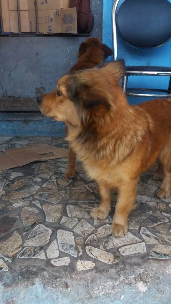 Cachorro ra a SRD idade  nome Mamys