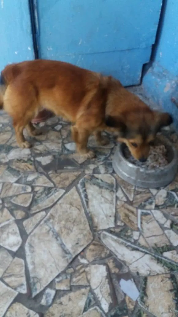 Cachorro ra a SRD idade  nome Mamys