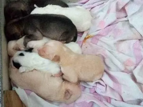 Cachorro ra a Vira-lata misturado com cão de idade Abaixo de 2 meses nome São filhotes 