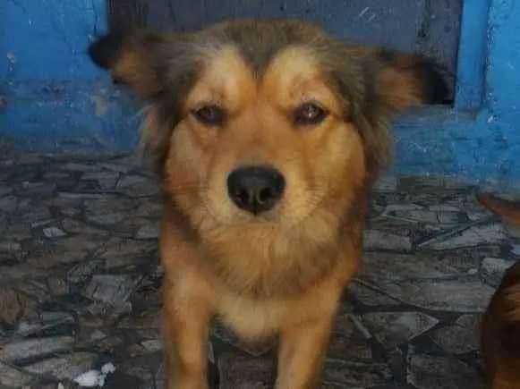 Cachorro ra a SRD idade  nome Mamys