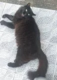 Preto ÓRFÃO
