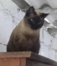 Sialata ÓRFÃO