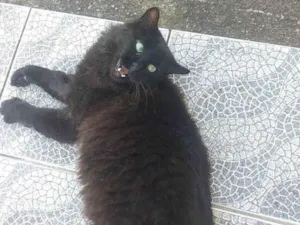 Gato raça SRD idade 6 ou mais anos nome Preto ÓRFÃO