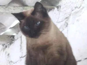 Gato raça SRD idade 6 ou mais anos nome Sialata ÓRFÃO