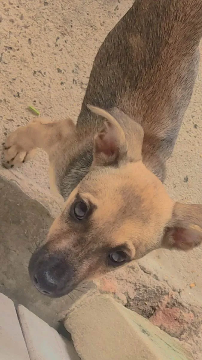 Cachorro ra a Labradora idade 2 a 6 meses nome Lulu