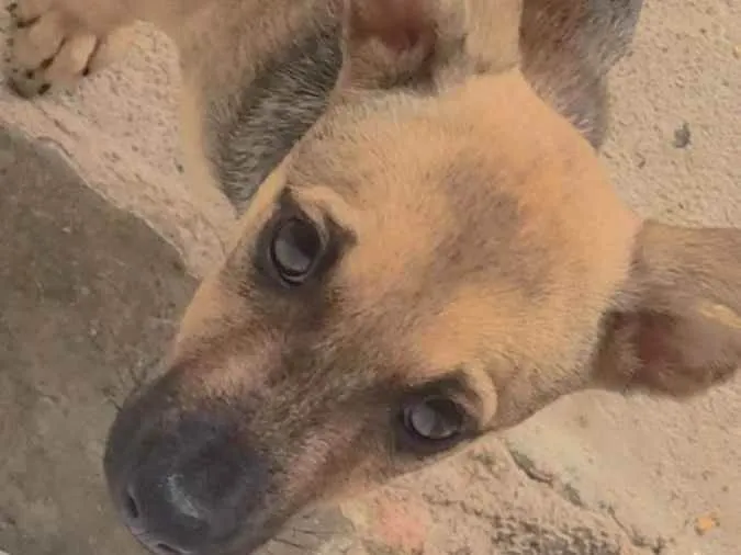 Cachorro ra a Labradora idade 2 a 6 meses nome Lulu