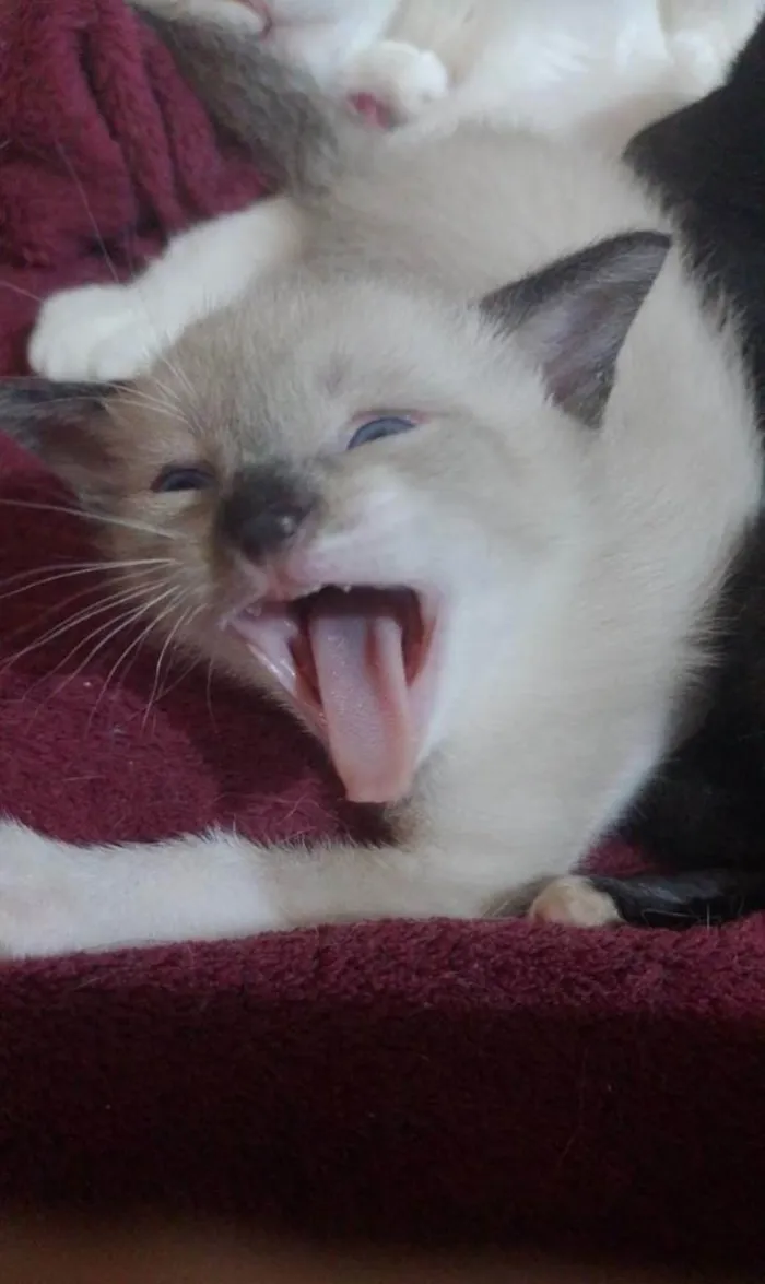 Gato raça vira lata idade Abaixo de 2 meses nome Luvinha