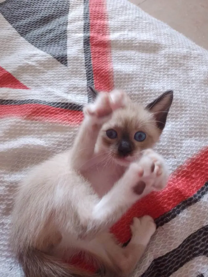 Gato raça vira lata idade Abaixo de 2 meses nome Luvinha