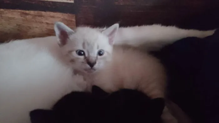 Gato raça vira lata idade Abaixo de 2 meses nome Listrado