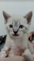 Gato raça vira lata idade Abaixo de 2 meses nome Listrado