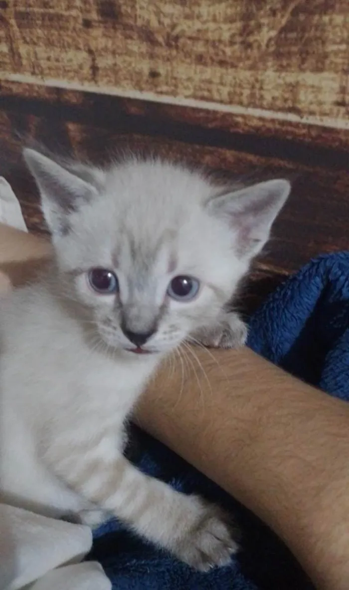 Gato raça vira lata idade Abaixo de 2 meses nome Listrado
