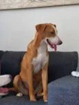 PRINCESA