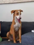 PRINCESA