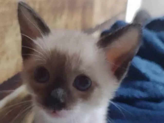 Gato raça vira lata idade Abaixo de 2 meses nome Luvinha