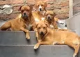 Luki ,Léia,blegui e