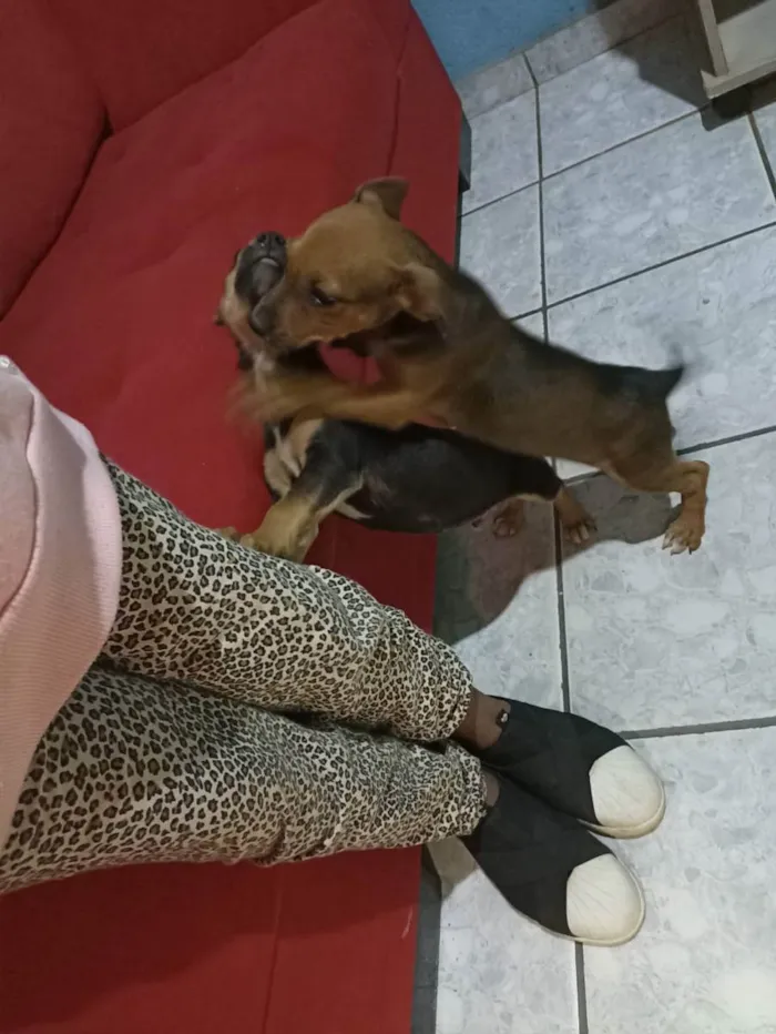 Cachorro ra a Vira lata idade 2 a 6 meses nome Joãozinho e cleitinh