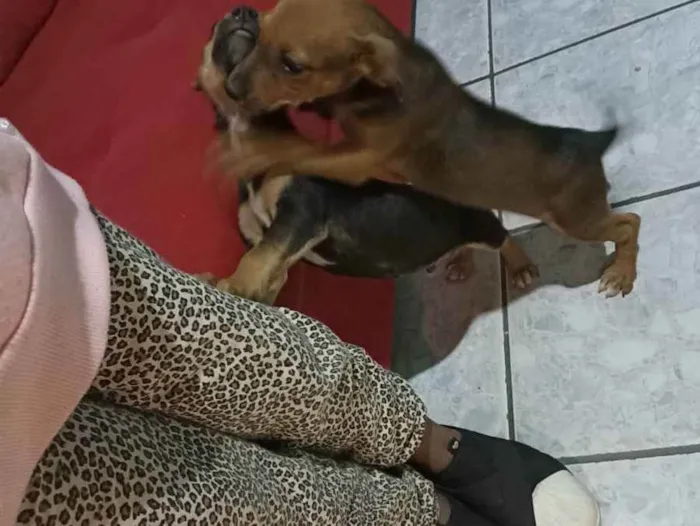 Cachorro ra a Vira lata idade 2 a 6 meses nome Joãozinho e cleitinh