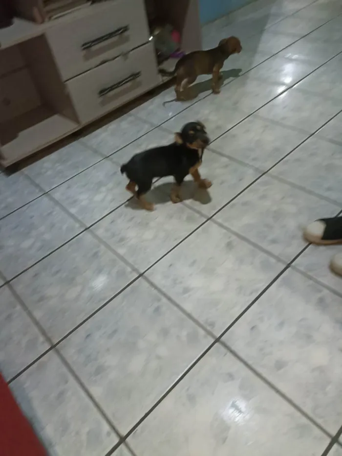 Cachorro ra a Vira lata idade 2 a 6 meses nome Joãozinho e cleitinh