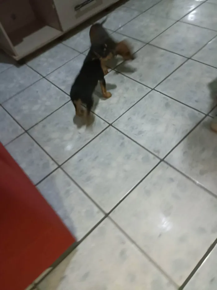 Cachorro ra a Vira lata idade 2 a 6 meses nome Joãozinho e cleitinh