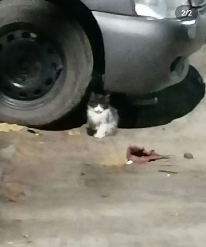 Gato ra a SRD idade 2 a 6 meses nome Zé Leôncio 