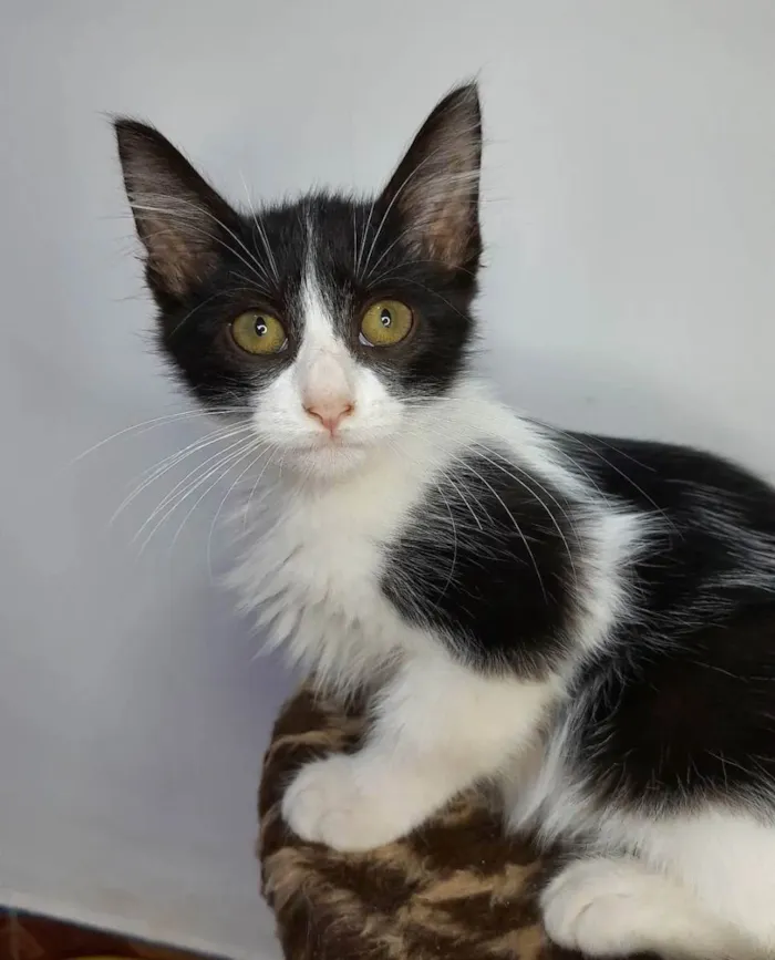 Gato ra a SRD idade 2 a 6 meses nome Zé Leôncio 