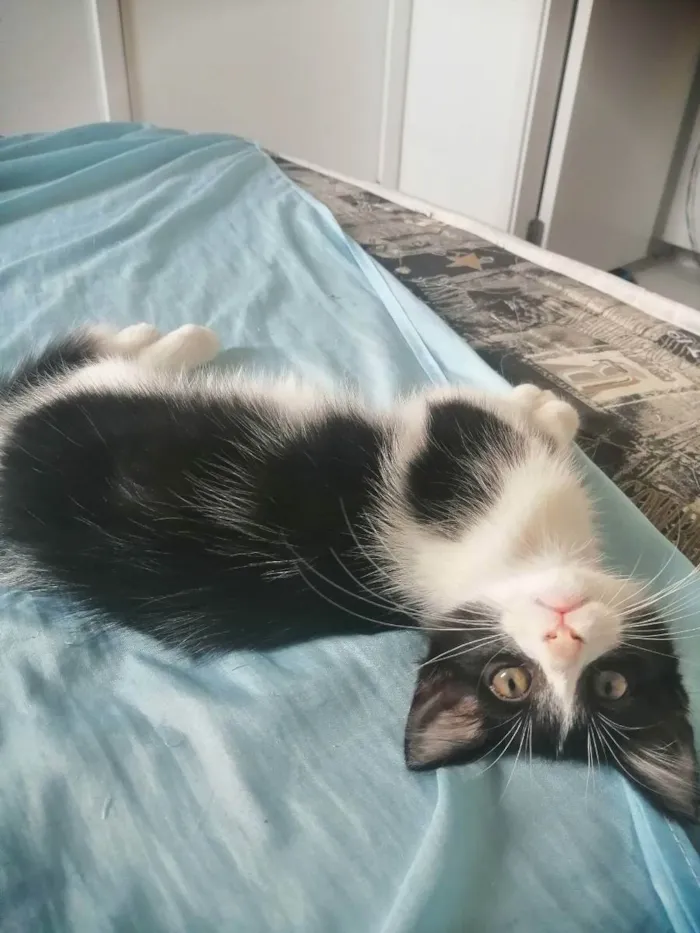 Gato ra a SRD idade 2 a 6 meses nome Zé Leôncio 
