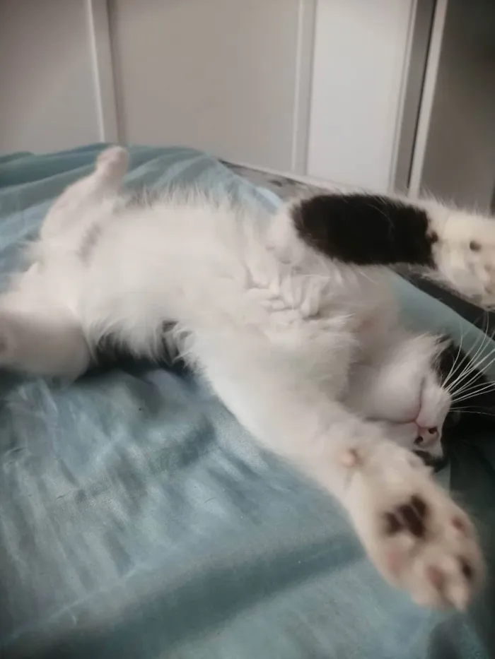 Gato ra a SRD idade 2 a 6 meses nome Zé Leôncio 