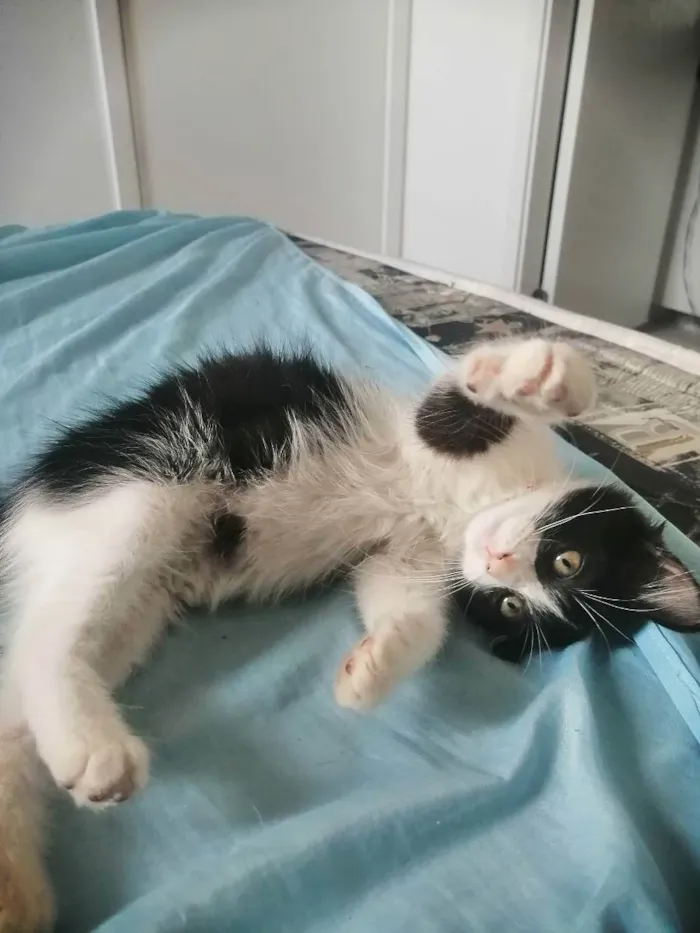 Gato ra a SRD idade 2 a 6 meses nome Zé Leôncio 