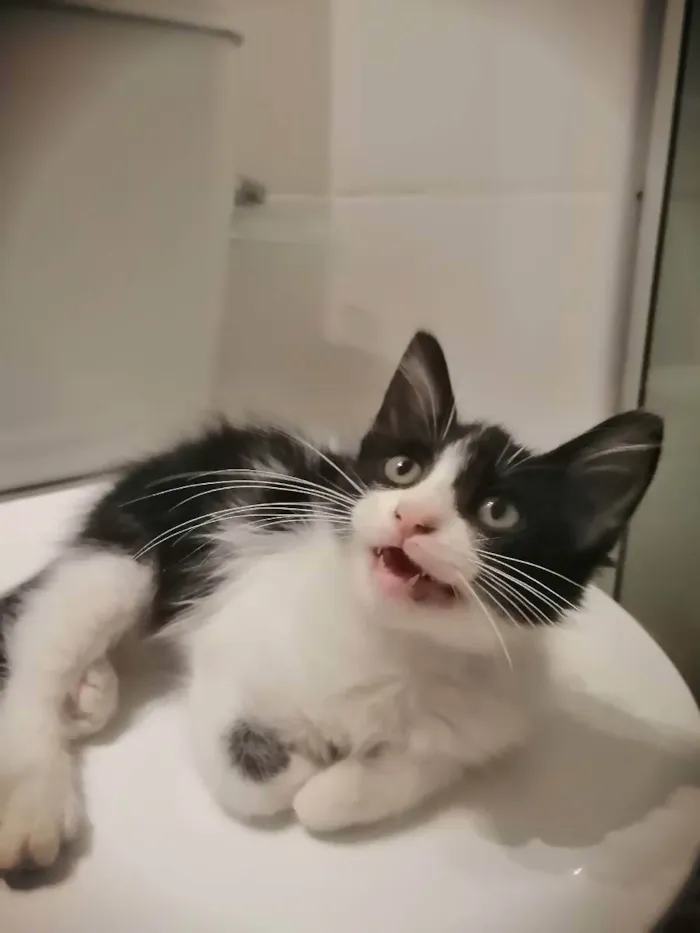 Gato ra a SRD idade 2 a 6 meses nome Zé Leôncio 
