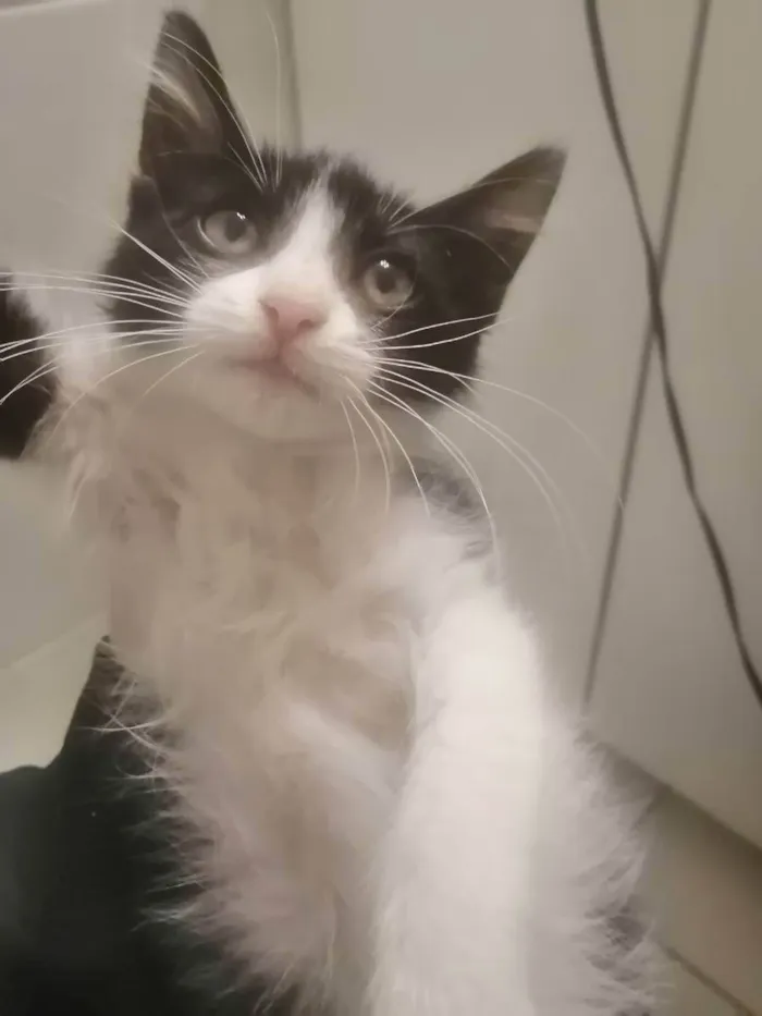 Gato ra a SRD idade 2 a 6 meses nome Zé Leôncio 