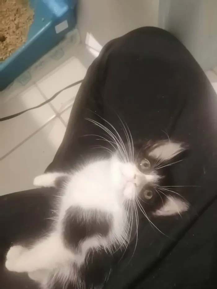 Gato ra a SRD idade 2 a 6 meses nome Zé Leôncio 