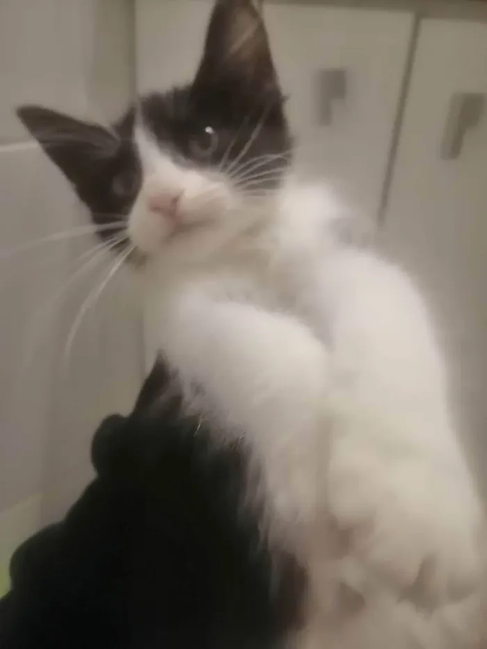 Gato ra a SRD idade 2 a 6 meses nome Zé Leôncio 