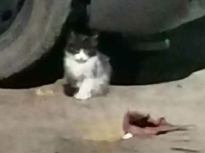 Gato ra a SRD idade 2 a 6 meses nome Zé Leôncio 