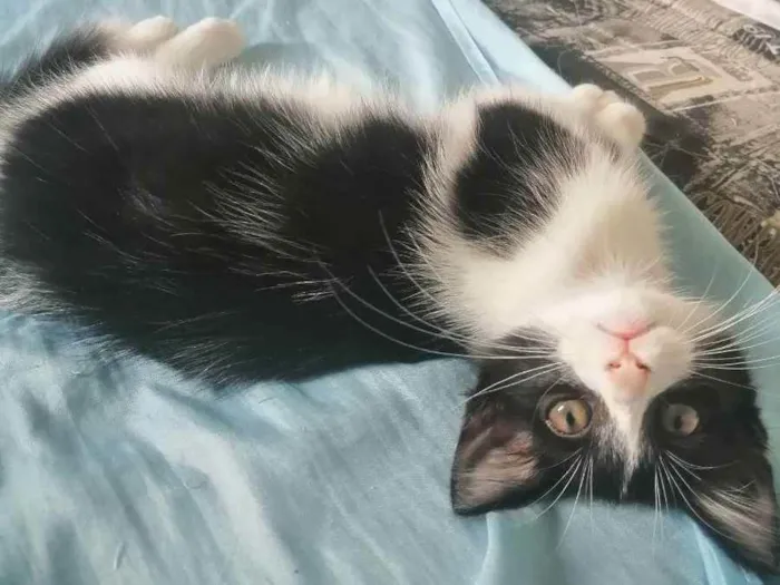 Gato ra a SRD idade 2 a 6 meses nome Zé Leôncio 