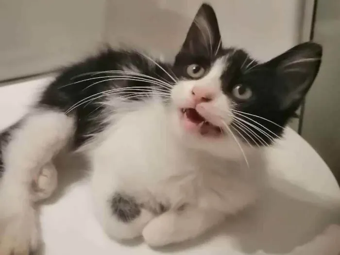 Gato ra a SRD idade 2 a 6 meses nome Zé Leôncio 