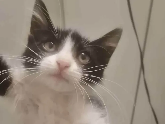 Gato ra a SRD idade 2 a 6 meses nome Zé Leôncio 