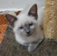 Juma Marruá