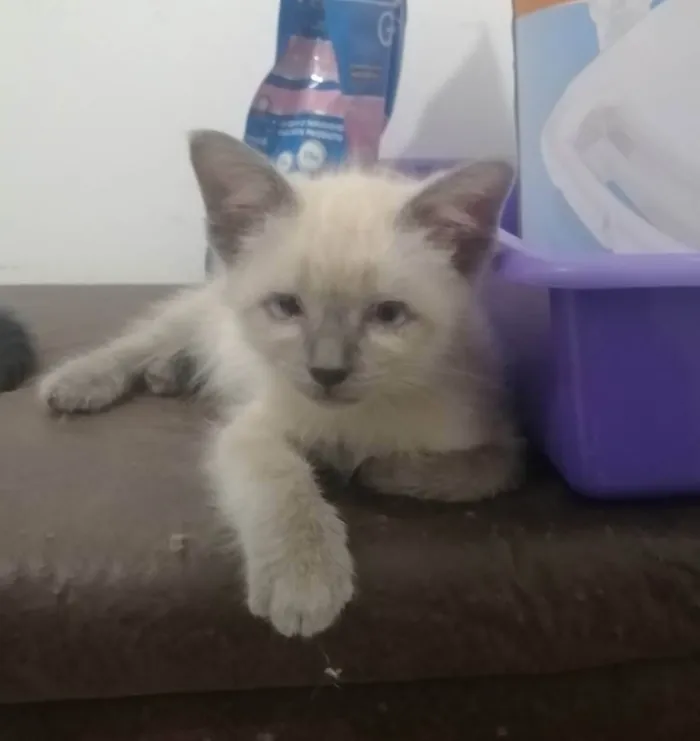 Gato ra a SRD idade 2 a 6 meses nome Juma Marruá 
