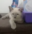 Juma Marruá