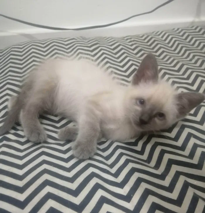 Gato ra a SRD idade 2 a 6 meses nome Juma Marruá 