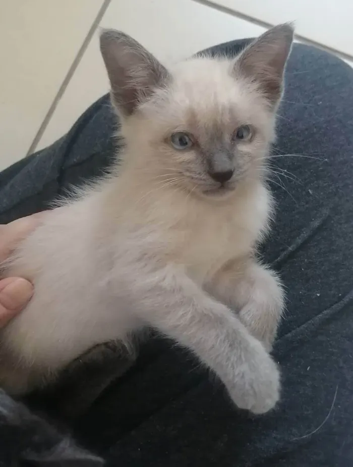Gato ra a SRD idade 2 a 6 meses nome Juma Marruá 